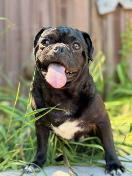 Stubby -  Pug Dog for Adoption in North Freedom, Wisconsin - Stubby | PetCurious