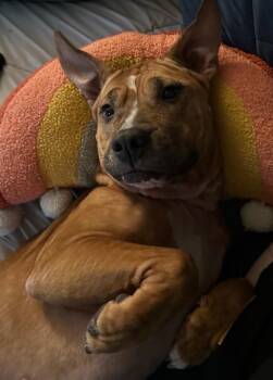 Pit Bull Terrier Dogs Available for Adoption - Ellie | PetCurious
