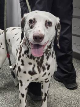 JESS -  Dalmatian Dog for Adoption - JESS | PetCurious