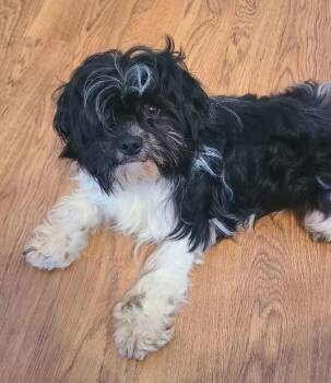 Shih Tzu Dogs Available for Adoption - Domino 26 | PetCurious