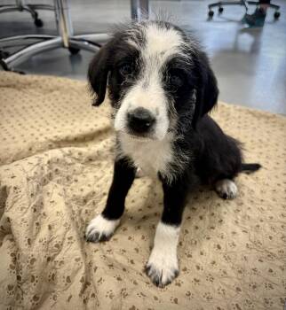 Cattle Dog and Beagle Dogs Available for Adoption in Kalamazoo, Michigan - Fat Gus | PetCurious