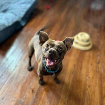 Peanut Butter -  Chihuahua Dog for Adoption in Madrid, Iowa - Peanut Butter | PetCurious