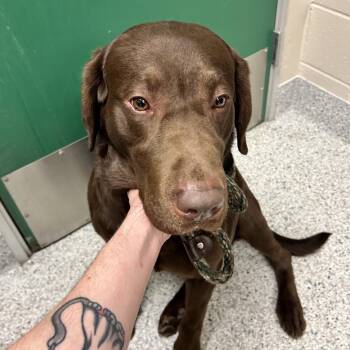 Chocolate Labrador Retriever Dogs Available for Adoption in Reno, Nevada - Canelo | PetCurious