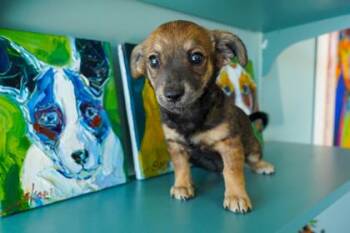Brownie -  Dachshund and Chihuahua Dog for Adoption in San Antonio, Texas - Brownie | PetCurious