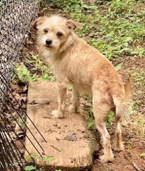 Bowie -  Cairn Terrier and Maltese Dog for Adoption in Tifton, Georgia - Bowie | PetCurious