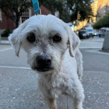 Anjos -  Miniature Poodle Dog for Adoption - Anjos | PetCurious
