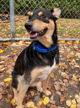 Serrano -  Australian Cattle Dog Blue Heeler and Mixed Breed Dog for Adoption in Fall River, Massachusetts - Serrano | PetCurious