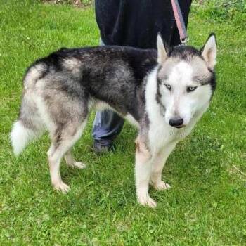 Siberian Husky Dogs Available for Adoption in Carol Stream, Illinois - Atlas | PetCurious