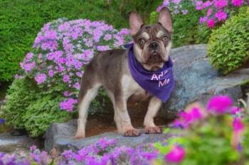 French Bulldog Dogs Available for Adoption in Pittsburg, California - *Quokka Marsupial | PetCurious
