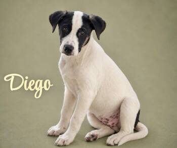 Diego -  Catahoula Leopard Dog and Hound Dog for Adoption in Manchester, Connecticut - Diego | PetCurious