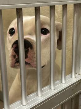 Rescue Pit Bull Terrier Dogs for Adoption in Mobile, Alabama - Dixie | PetCurious