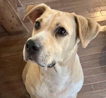 Millie -  Yellow Labrador Retriever Dog for Adoption in Spring, Texas - Millie | PetCurious
