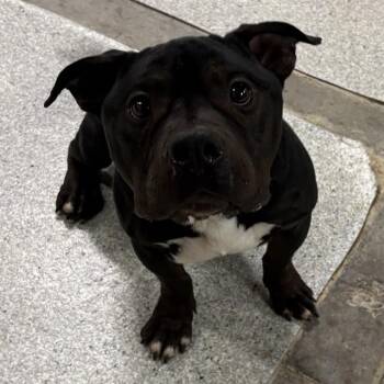 American Bulldog and Mixed Breed Dogs Available for Adoption - BANJO | PetCurious