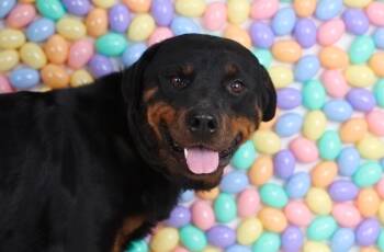 Rottweiler Dogs Available for Adoption - Olio | PetCurious