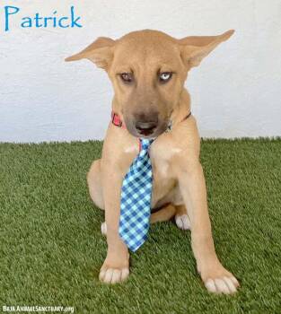 Patrick -  Belgian Shepherd Malinois and Husky Dog for Adoption in San Diego, California - Patrick | PetCurious