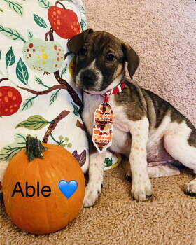 Rescue Mixed Breed Dogs for Adoption in Rockaway, New Jersey - Able Lonestar | PetCurious