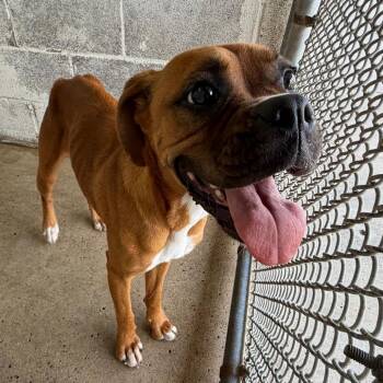 Boxer Dogs Available for Adoption in Edinburg, Texas - Colby | PetCurious
