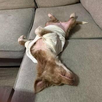 Mixed Breed Dogs Available for Adoption - Wakonda | PetCurious