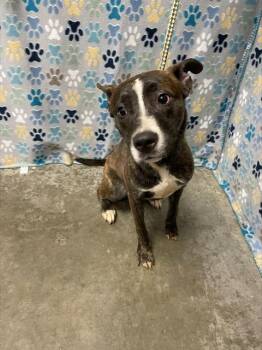 Pit Bull Terrier and Mixed Breed Dogs Available for Adoption in Rosenberg, Texas - BRINDI | PetCurious