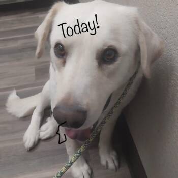 Labrador Retriever and Great Pyrenees Dogs Available for Adoption in Kim, Colorado - Maverick | PetCurious
