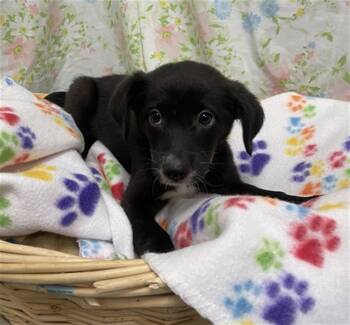 STACK -  Border Collie Dog for Adoption in Rosenberg, Texas - STACK | PetCurious