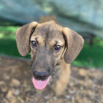 Low Rider -  Hound and Terrier Dog for Adoption in Escondido, California - Low Rider | PetCurious