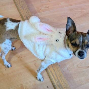 Chihuahua Dogs Available for Adoption in Hawkestone, Ontario - Malo | PetCurious