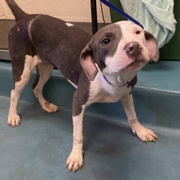 Gretchen -  Mixed Breed Dog for Adoption in Memphis, Tennessee - Gretchen | PetCurious