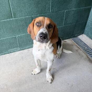 Beanut Putter -  Basset Hound and Mixed Breed Dog for Adoption in Carencro, Louisiana - Beanut Putter | PetCurious