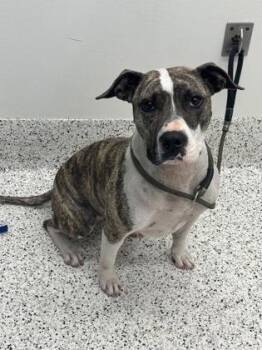 Pit Bull Terrier and Mixed Breed Dogs Available for Adoption in Atlanta, Georgia - Warehouse Whitney | PetCurious