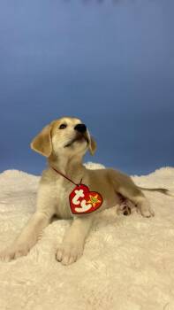 Spike Rhino -  Great Pyrenees and Anatolian Shepherd Dog for Adoption in Phoenix, Arizona - Spike Rhino | PetCurious