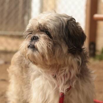 Carlo -  Mixed Breed Dog for Adoption in Philadelphia, Pennsylvania - Carlo | PetCurious