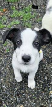 Stevie #5241 -  Australian Shepherd Dog for Adoption in Ontario, California - Stevie #5241 | PetCurious