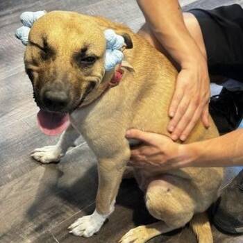 Cholula -  Black Mouth Cur Dog for Adoption in Liverpool, Texas - Cholula | PetCurious