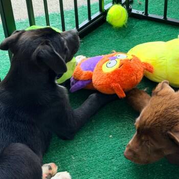Mixed Breed Dogs Available for Adoption in Hemet, California - Habanero | PetCurious