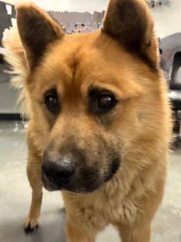 Fozzie -  Akita Dog for Adoption in Henderson, North Carolina - Fozzie | PetCurious