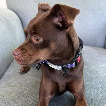 Zoey -  Chihuahua and Mixed Breed Dog for Adoption in Alma, Wisconsin - Zoey | PetCurious