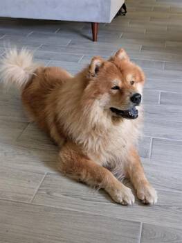 Rescue Chow Chow Dogs for Adoption in San Antonio, Texas - A780456 | PetCurious