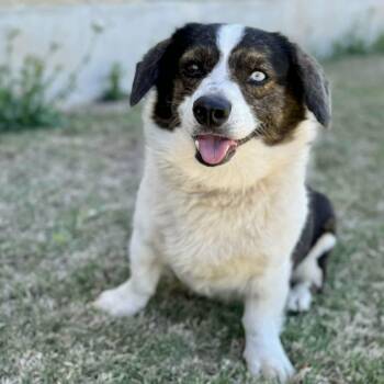 Benny -  Corgi and Cardigan Welsh Corgi Dog for Adoption in Boerne, Texas - Benny | PetCurious