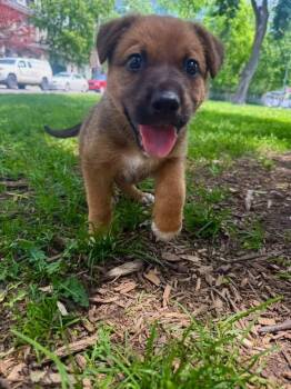 Amani -  Mixed Breed Dog for Adoption in Woodstock, Ontario - Amani | PetCurious