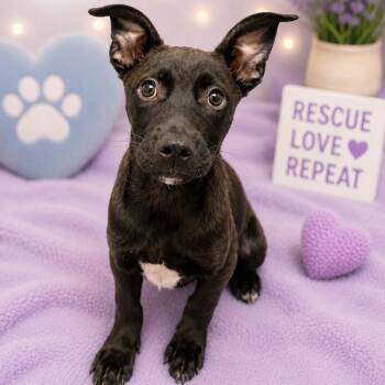 Puppy A -  Pit Bull Terrier and Black Labrador Retriever Dog for Adoption in Poinciana, Florida - Puppy A | PetCurious