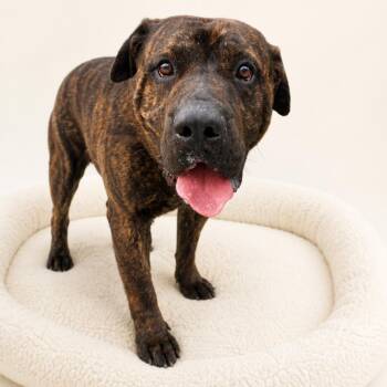 Tucker -  Cane Corso and Pit Bull Terrier Dog for Adoption in Redwood Falls, Minnesota - Tucker | PetCurious