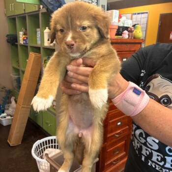 Peaches -  Mixed Breed Dog for Adoption in Norman, Oklahoma - Peaches | PetCurious