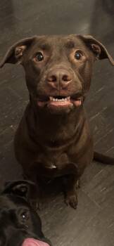 Rescue Chocolate Labrador Retriever Dogs for Adoption in Arlington, Texas - Brixton | PetCurious