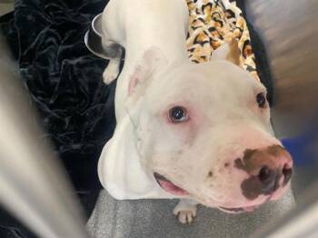 BIRDIE -  Staffordshire Bull Terrier Dog for Adoption in Tustin, California - BIRDIE | PetCurious