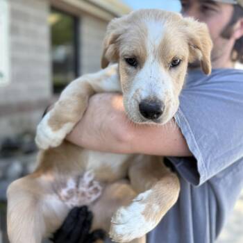 Retriever and Australian Shepherd Dogs Available for Adoption in Columbia, South Carolina - Summit | PetCurious