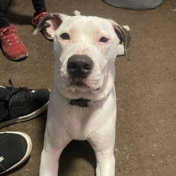 Rescue Pit Bull Terrier Dogs for Adoption in Vineland, New Jersey - Ace (In Foster) | PetCurious