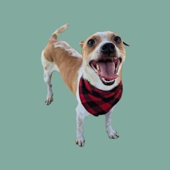 Chihuahua Dogs Available for Adoption in Thousand Oaks, California - Poe - URGENT AND AT RISK | PetCurious