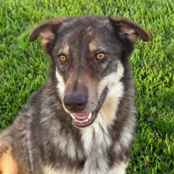 Milo -  Husky Dog for Adoption in Angleton, Texas - Milo | PetCurious