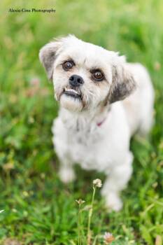 Mildred -  Shih Tzu Dog for Adoption in Drumbo, Ontario - Mildred | PetCurious
